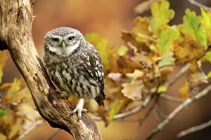 Athene: BIRD. Little Owl, on a branch, autumn leaves, colours