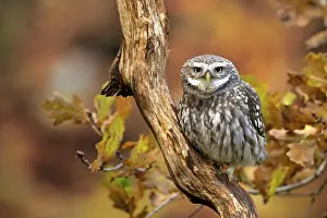 Athene: BIRD. Little Owl, on a branch, autumn leaves, colours