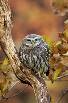 Athene: BIRD. Little Owl, on a branch, autumn leaves, colours
