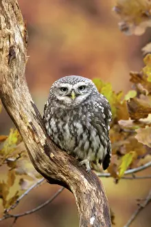 Athene: BIRD. Little Owl, on a branch, autumn leaves, colours