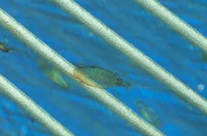 Louse: Bird Louse (Philopteridae) among the barbs and