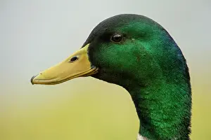 170720: BIRD. Mallard duck, male, head study