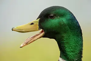 Study: BIRD. Mallard duck, male, head study, beak open