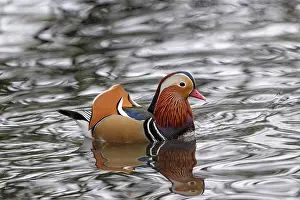 Reflections: BIRD. Mandarin Duck, male, displaying