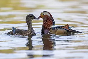 On Water: BIRD. Mandarin Duck, pair, on water