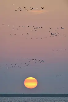 Fischland: Bird migration, cranes (Grus grus) flying in the