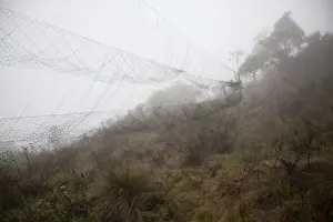 Scientists: Bird mist nets in the cloud forest at Wayqecha Cloud Forest