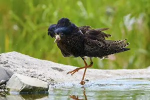 Watering: A bird near a water hole on a stone in a natural environment