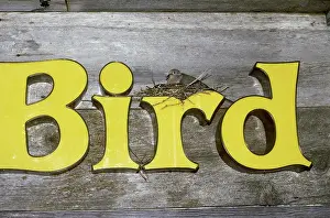 Word: Bird in nest on bird sign