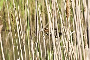 Audubon: Bird With Nesting Material
