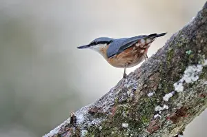 Nuthatches: BIRD. Nuthatch