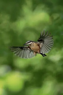 In Flight: BIRD. Nuthatch, in flight, wing out
