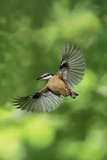 In Flight: BIRD. Nuthatch, in flight, wing out