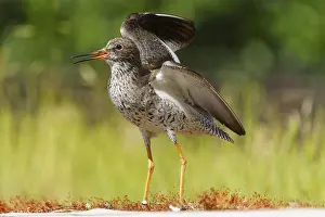 Opened: Bird with open beak in a meadow in a natural environment with raised wings