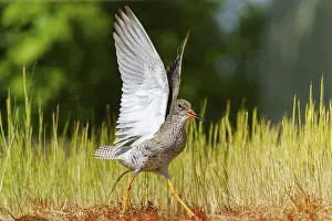 Lights: Bird with outstretched wings in a meadow in natural light