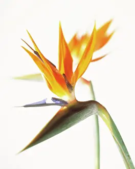 Strelitzia: Bird of Paradise