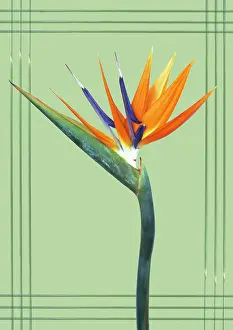 Strelitzia: Bird of Paradise