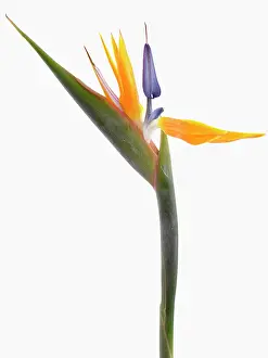 Reginae: Bird of paradise