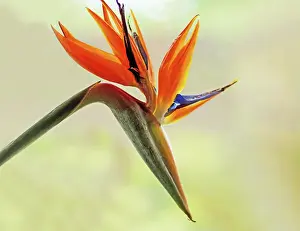 Reginae: Bird of paradise