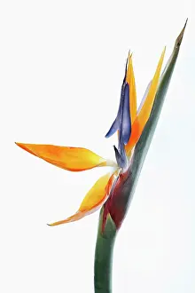 Reginae: Bird of paradise