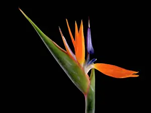 Reginae: Bird of paradise