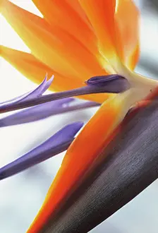 Gaudy: Bird of Paradise