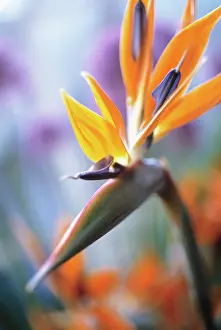 Strelitzia: Bird of Paradise