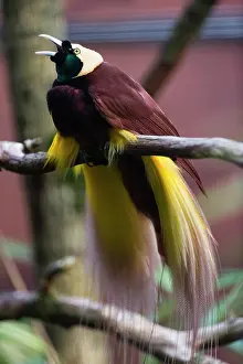 Communications: Bird of Paradise, calling and displaying, controlled