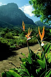 Reginae: Bird of Paradise Flower