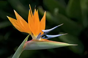 Strelitzia: Bird of Paradise Flower