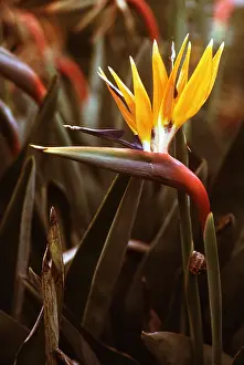Kenneth Hoyle: BIRD OF PARADISE FLOWER