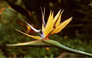David C Dixon: BIRD OF PARADISE FLOWER - Mandela's Gold, close-up