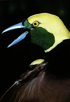 Raggiana: Bird of Paradise - male