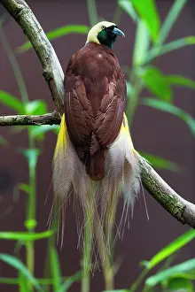Raggiana: Bird of Paradise, male perched on branch, controlled
