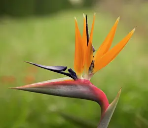 Reginae: Bird of Paradise / Natal Wild Banana - Flower