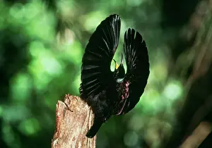 Leks: BIRD OF PARADISE / Queen Victoria RIFLEBIRD - displaying