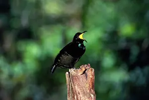 Leks: BIRD OF PARADISE / Queen Victoria RIFLEBIRD - male, calling