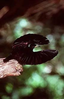 Queen: BIRD OF PARADISE / Queen Victoria RIFLEBIRD - wings