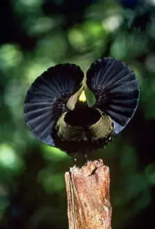 Riflebird: Bird of Paradise - Victoria Riflebird, male in