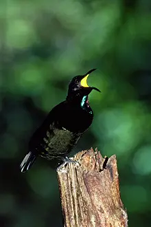 Ptiloris: Bird of Paradise - Victoria's Rifelbird - male calling