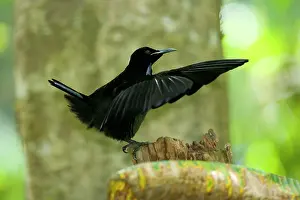 Ptiloris: Bird of Paradise - Victoria's Riflebird - adult