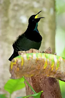 Ptiloris: Bird of Paradise - Victoria's Riflebird - adult