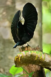 Ptiloris: Bird of Paradise - Victoria's Riflebird - adult