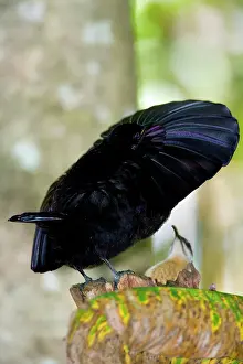 Ptiloris: Bird of Paradise - Victoria's Riflebird - adult