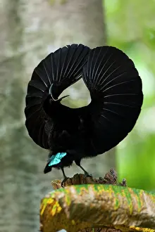 Ptiloris: Bird of Paradise - Victoria's Riflebird - adult