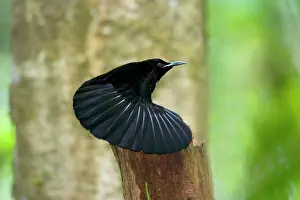 Ptiloris: Bird of Paradise - Victoria's Riflebird - adult