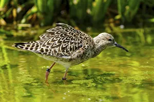 Imponation: Bird with patterned plumage standing in green water