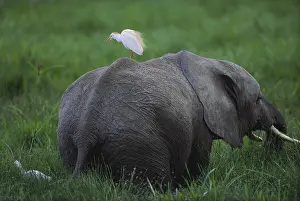 Relationship: Bird perching on African Elephant
