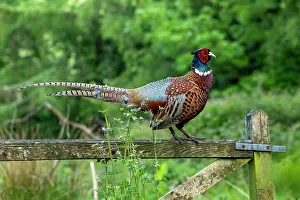 Adult Male: BIRD. Pheasant, adult male, sitting on a gate