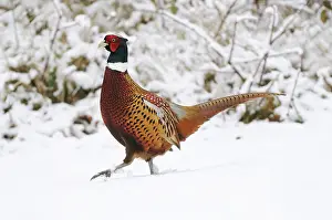 Colchicus: BIRD - Pheasant in snow - Male